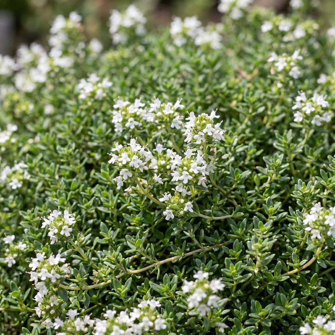 Pack of 24 Thymus praecox 'Albiflorus' white creeping thyme plants in 11cm pots - view 5