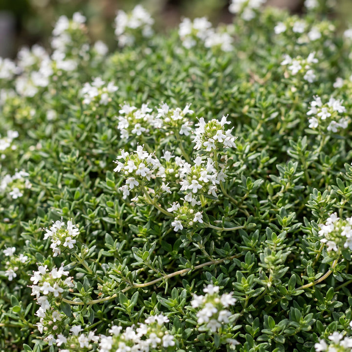Pack of 24 Thymus praecox 'Albiflorus' white creeping thyme plants in 11cm pots - view 5