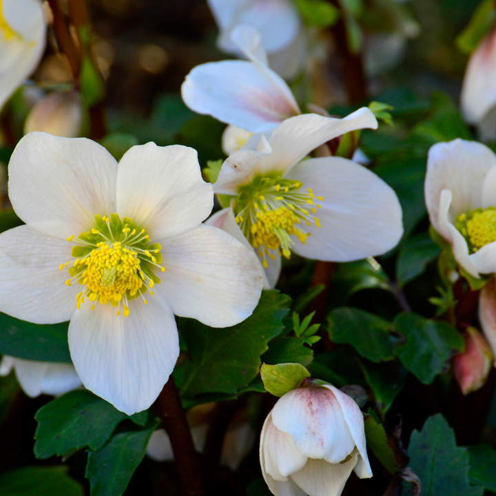 Helleborus niger 'Christmas Carol' Christmas rose, 24 young plants in 7cm pots - view 3