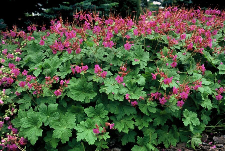 40x Hardy Geranium Czakor - Magenta Pink Ground Cover - 9cm Pots