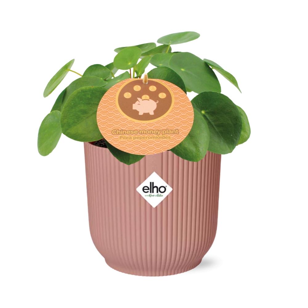 Chinese Money Plant (Pilea peperomioides) in a pink ELHO Vibes pot, view 2