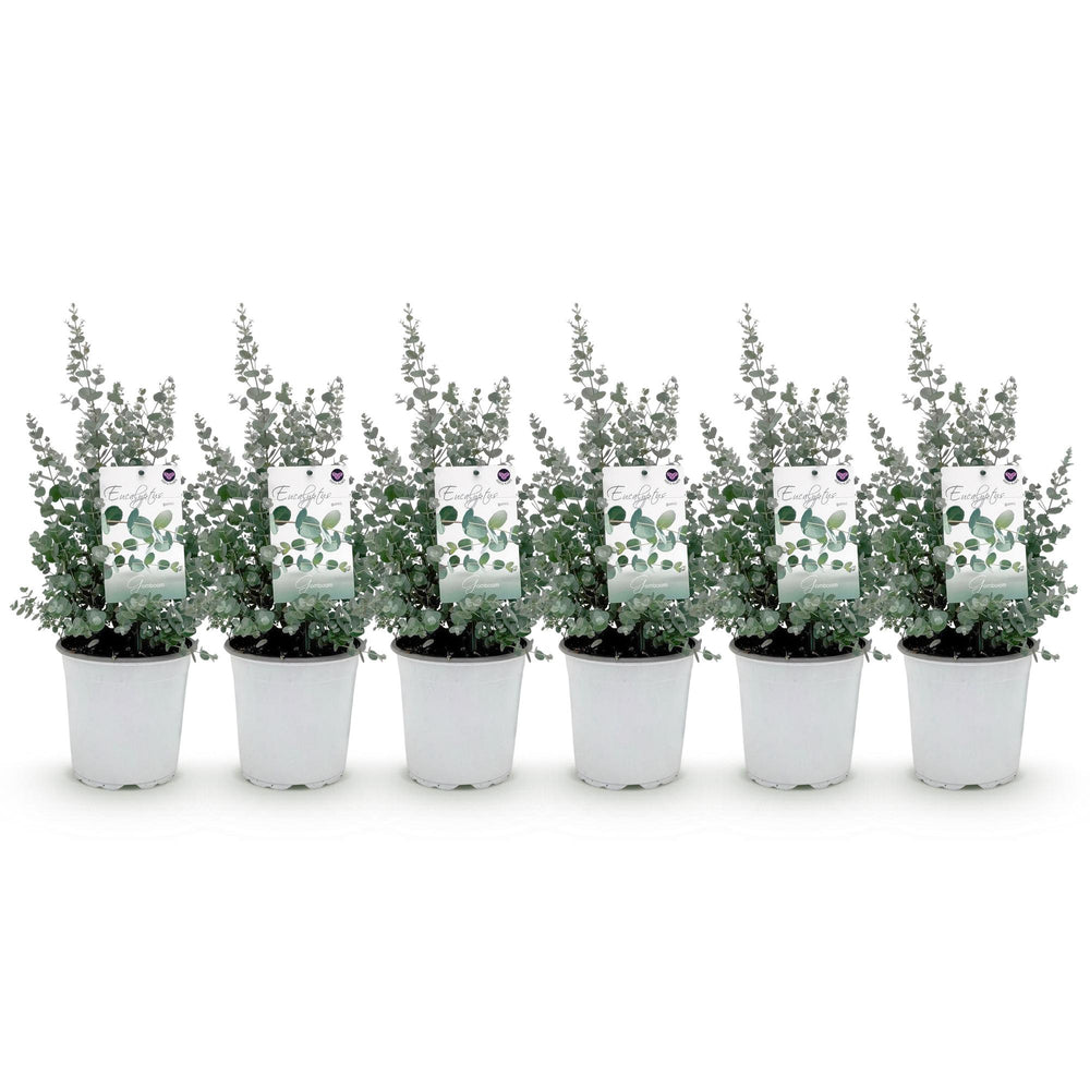Pack of 6 Eucalyptus gunnii plants in 17cm pots, 40cm tall - view 2