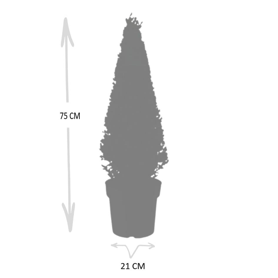 Ilex pyramide 55 cm hoog | Ø 21 cm