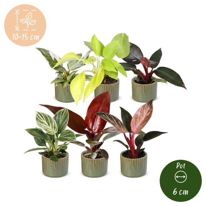 Baby Philodendron Family, pack of 6 tropical houseplants in Ø6cm pots, image 5