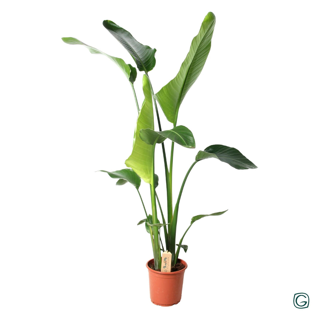 Strelitzia Nicolai: Large Majestic White Bird of Paradise - Buy Now!