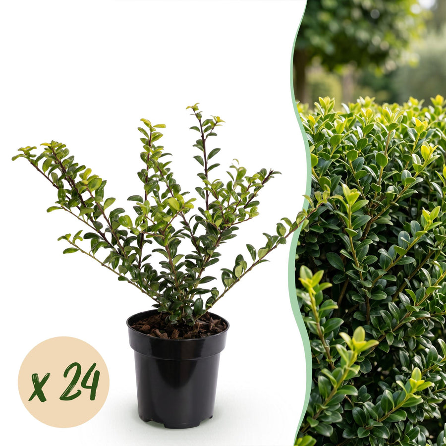 Ilex crenata Golden Gem Japanese Holly hedge plants, pack of 24