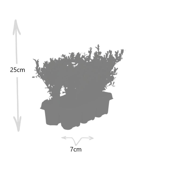 Ilex crenata 'Jenny' Japanese Holly 48-Pack - 7cm Pot - 15cm Height