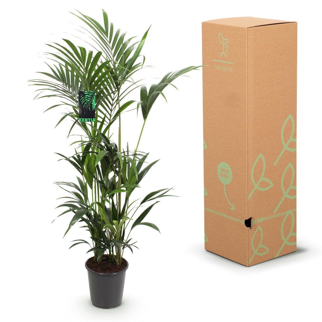 Kentia Palm (Howea forsteriana) - view 6