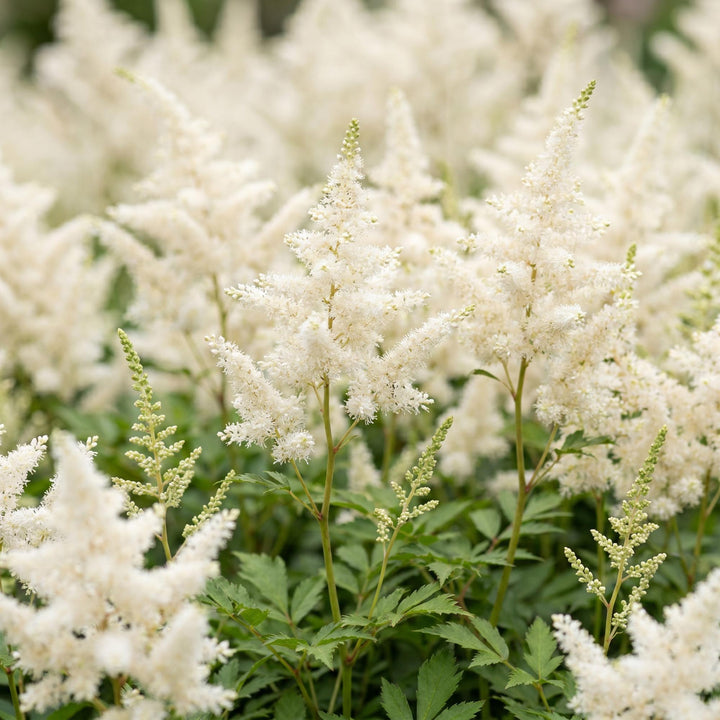 24 Astilbe japonica 'Deutschland' plants in 11cm pots, 15-25cm tall - view 5