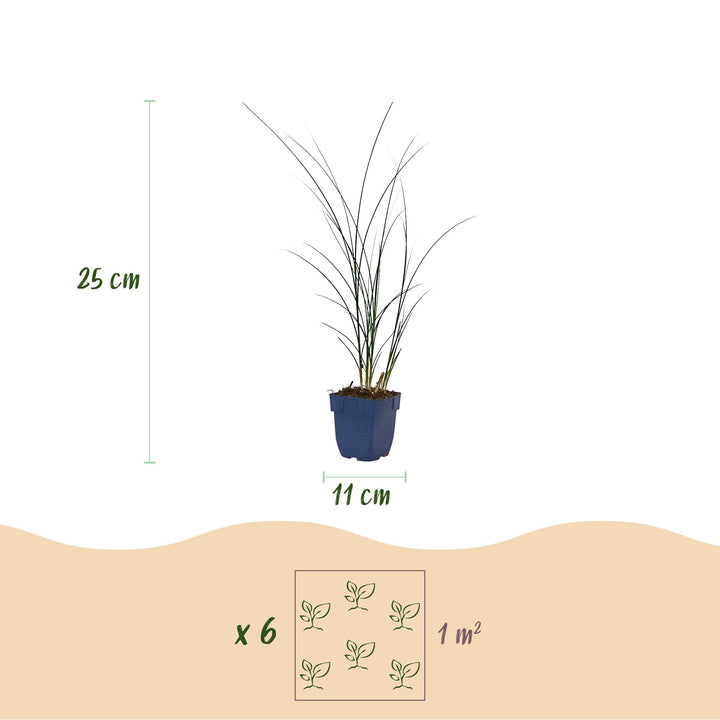 Pack of 24 Miscanthus sinensis 'Gracillimus' maiden grass plants in 11cm pots - view 3