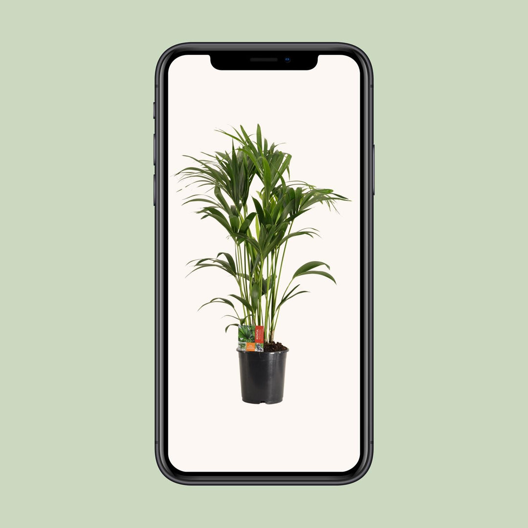 Kentia Palm Howea Forsteriana 120cm - Large Indoor Palm Plant