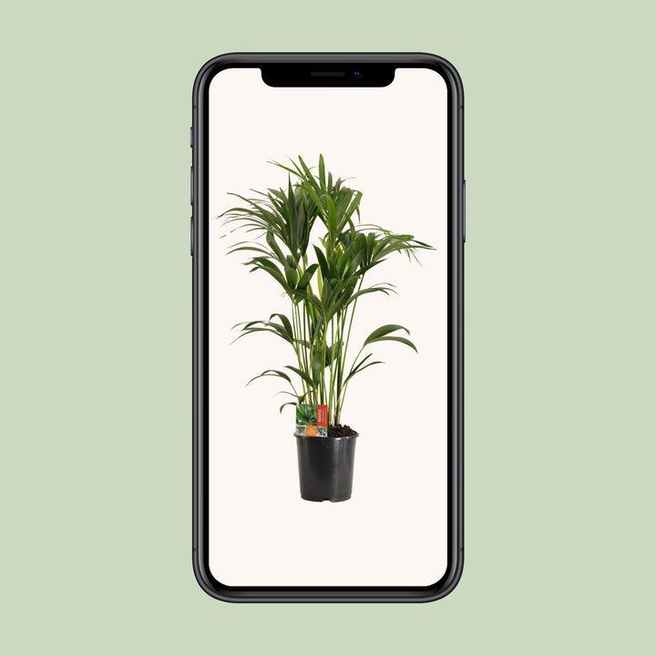 Kentia Palm Howea Forsteriana 120cm - Large Indoor Palm Plant