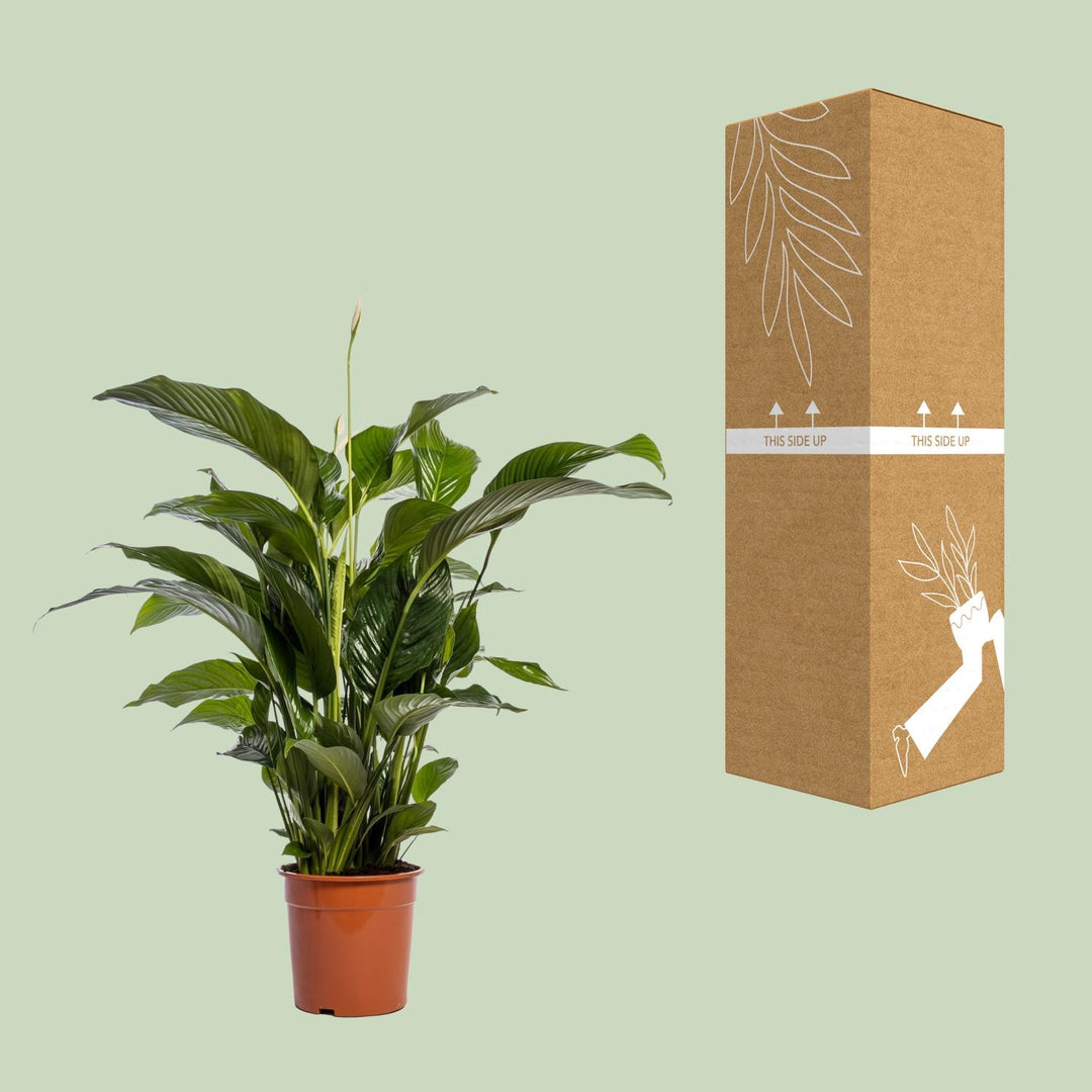 Spathiphyllum 'Bellini' (Peace Lily): Elegant 100cm Tall, Ø24cm Pot – Air-Purifying & Serene!
