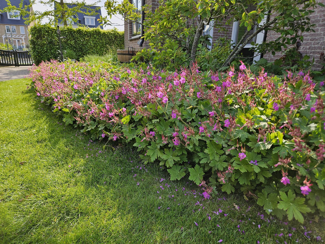 Geranium Macrorrhizum - Hardy Groundcover Plants | 60 Pack