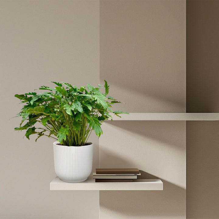 Philodendron Xanadu indoor houseplant with lush green foliage, 80cm tall, by Everspring, ideal for air purification.