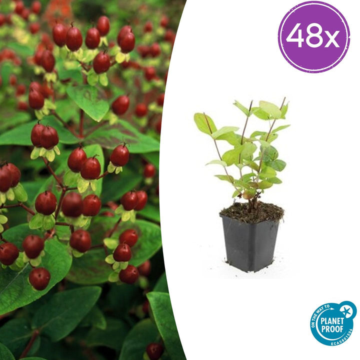 48x Hypericum inodorum 'Beauty' | Golden Yellow Flowering Shrub