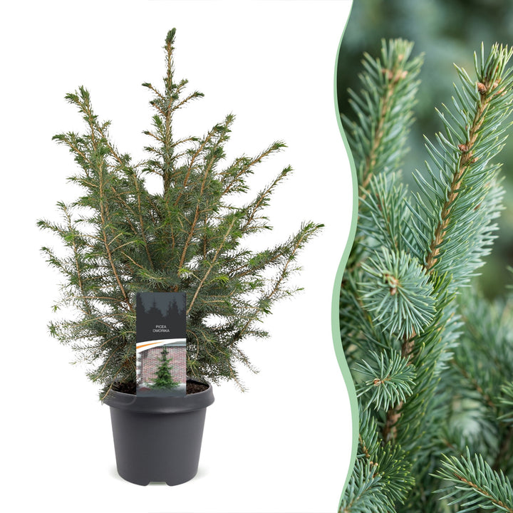 Picea omorika Serbian Spruce Christmas tree in Ø23cm pot