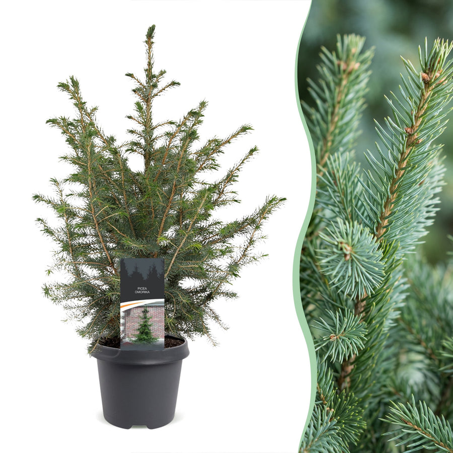 Picea omorika Serbian Spruce Christmas tree in Ø23cm pot