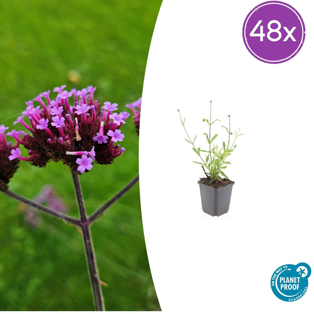 48x Verbena Bonariensis 'Lollipop' - ↕10-25cm - Ø9cm