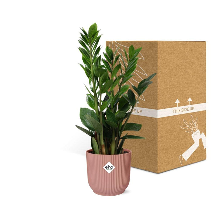 ZZ Plant (Zamioculcas zamiifolia) in a pink ELHO Vibes pot, view 5