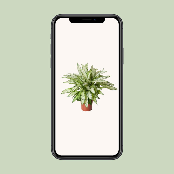 Dieffenbachia Vesuvius 80cm - Air Purifying Dumb Cane Plant 27cm Pot