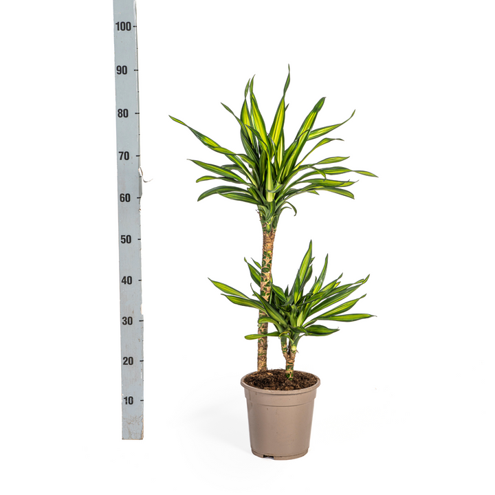 Dracaena Deremensis Rikki 70-90cm — Dragon Tree in 19cm pot
