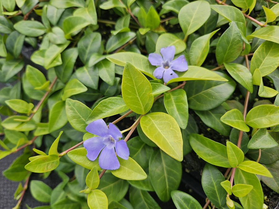 Vinca minor 'La Grave' with bright green oval leaves and pale purple flowers on trailing stems, 10-25cm tall in 9cm pot