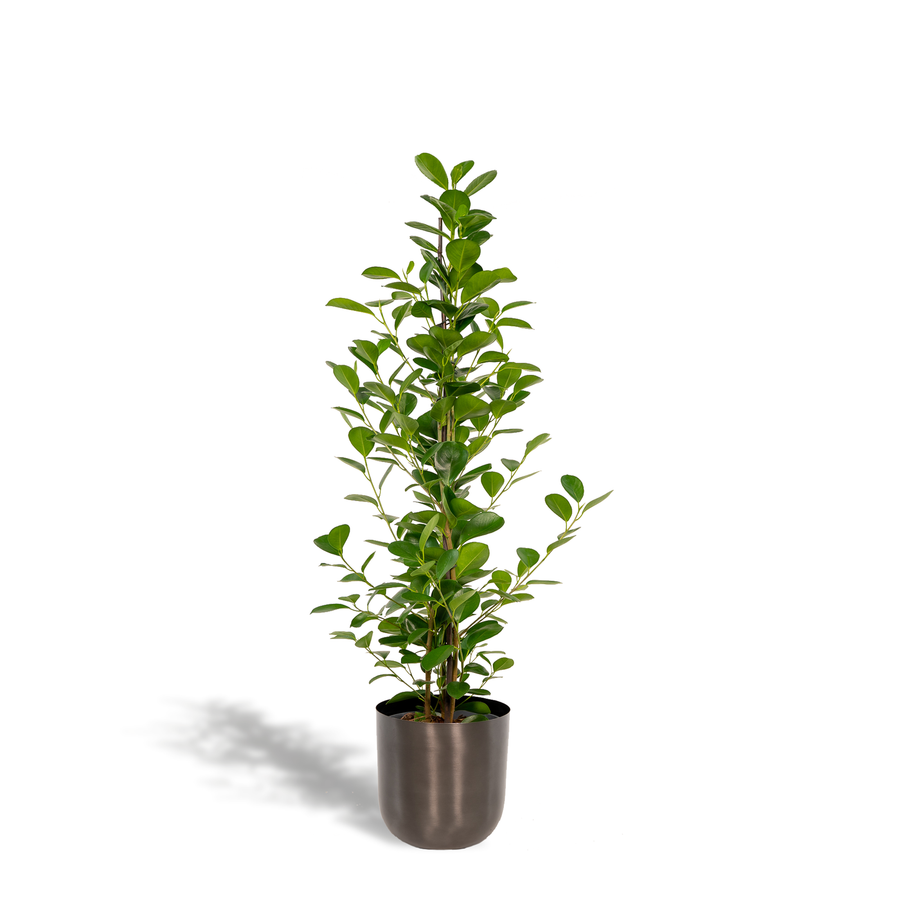 Ficus Microcarpa Moclame indoor plant, 95cm tall, lush green leaves, easy-care air purifier by Everspring