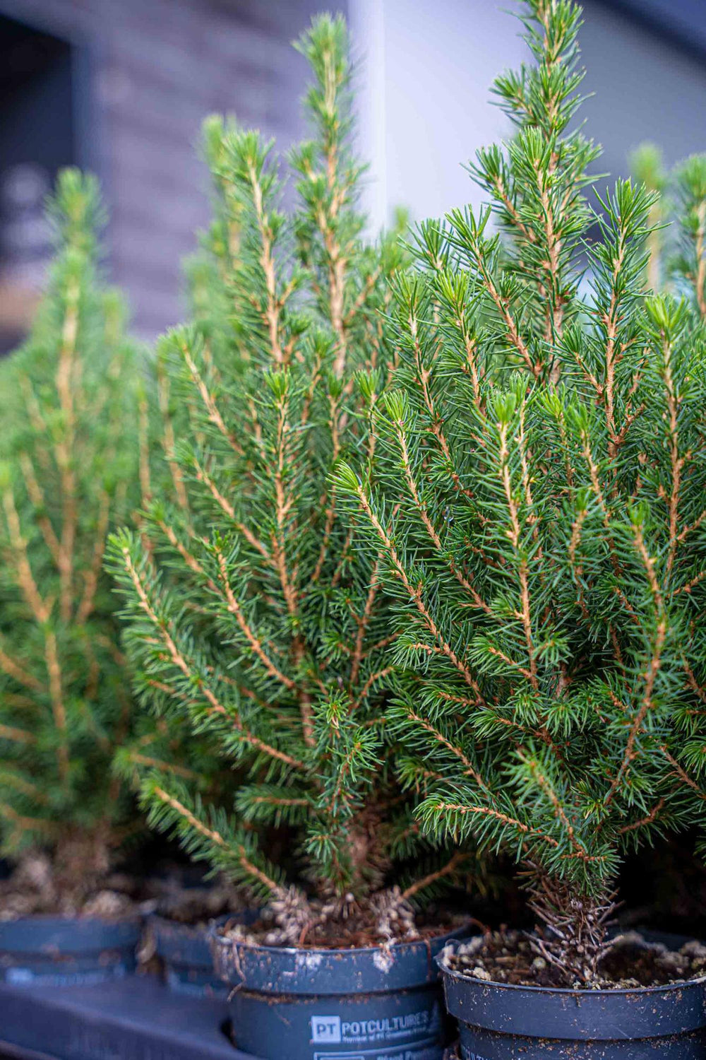 Set of 3 live mini Christmas trees, Picea Glauca Perfecta, 25-30cm, ideal for apartments or desks by Everspring
