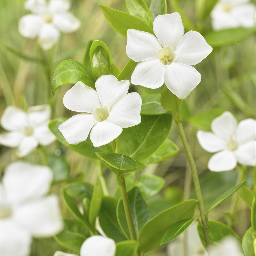 Vinca major 'Alba' with five-petalled white flowers and pale yellow centres, surrounded by glossy green oval leaves on…