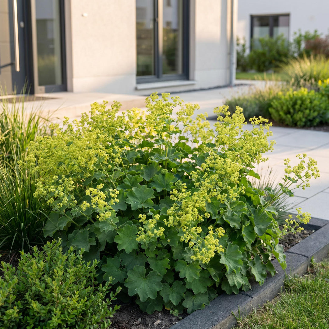 24x Alchemilla mollis Lady's Mantle plants in 11cm pots - view 6