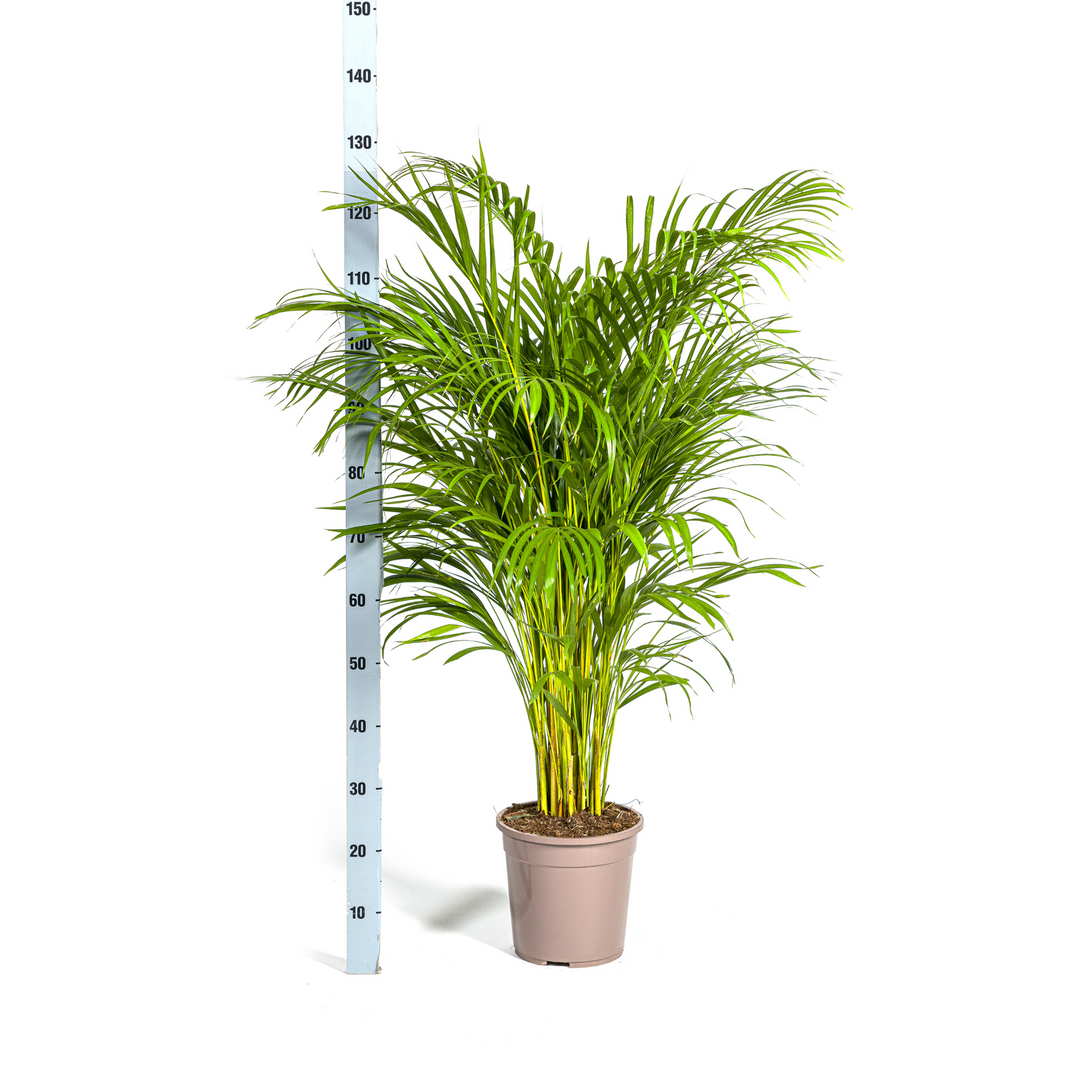 Dypsis Areca Lutescens 120-140cm — Areca Palm in 24cm pot, with basket