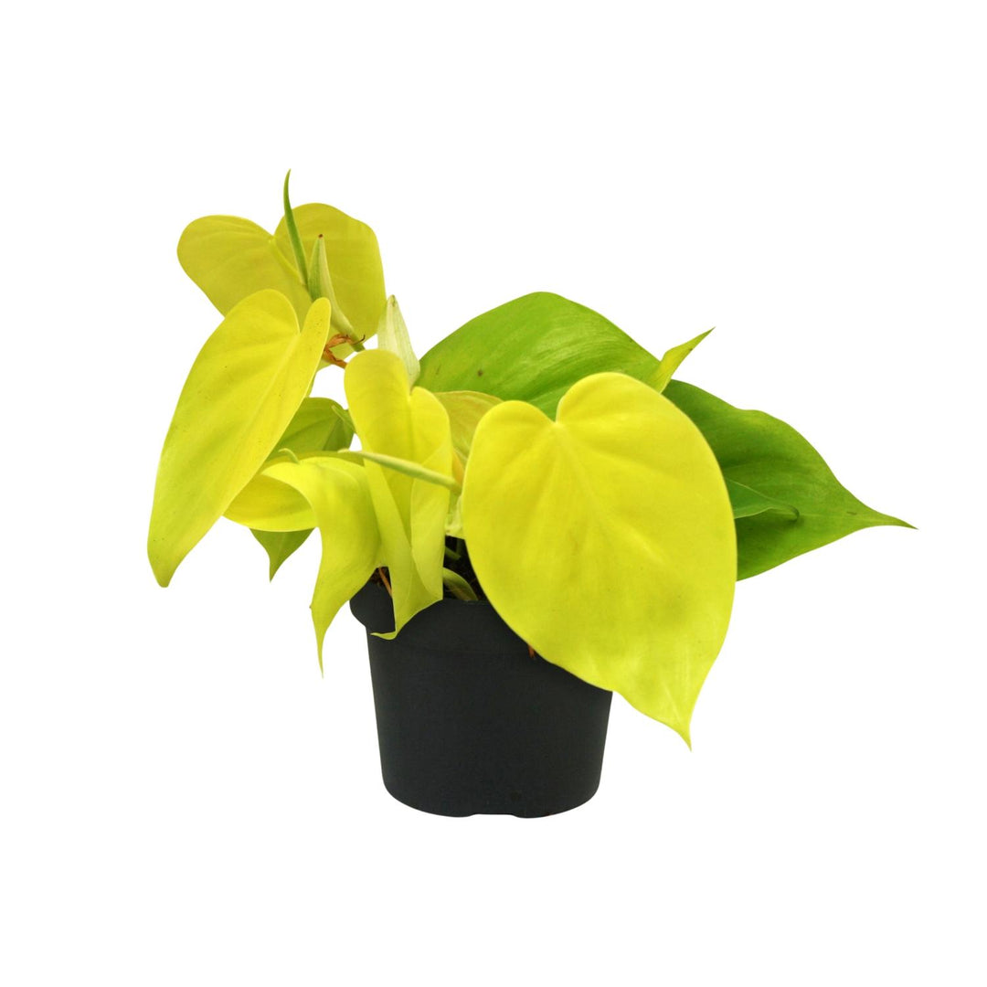 Philodendron Lime - 12cm Pot Indoor Houseplant with Glossy Green Leaves