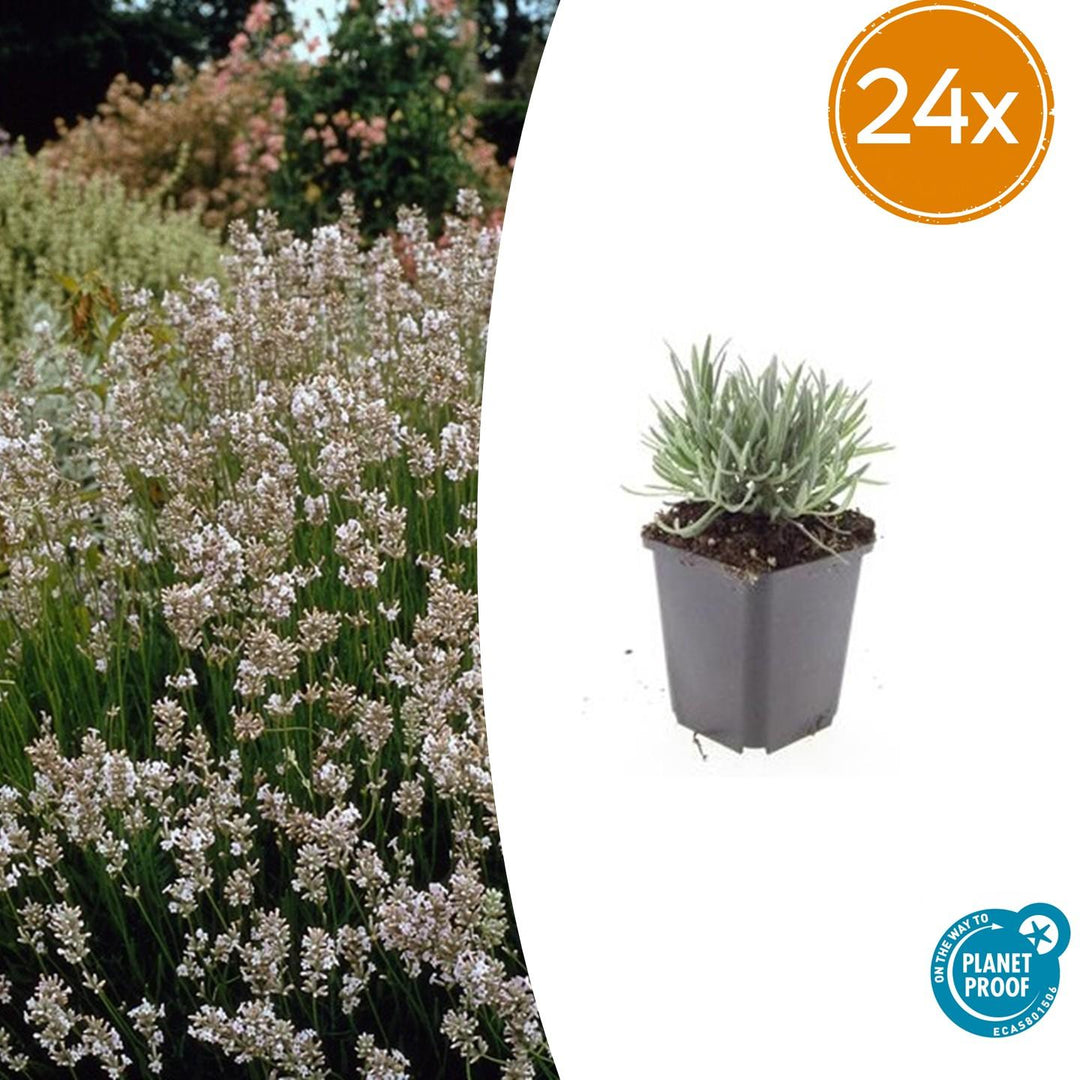 24x Lavandula int. 'Edelweiss' - ↕10-25cm - Ø9cm
