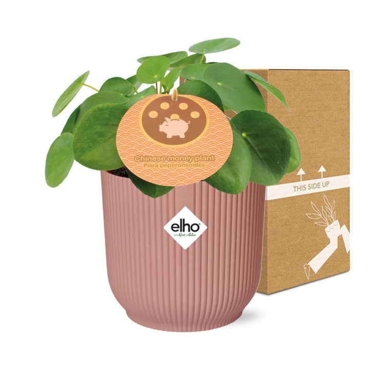 Chinese Money Plant (Pilea peperomioides) in a pink ELHO Vibes pot, view 5