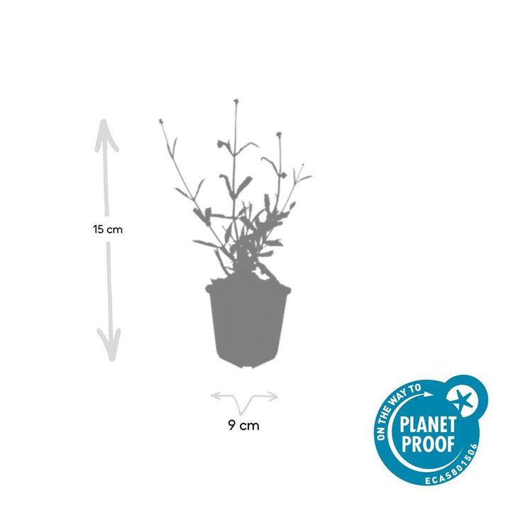24x Verbena Bonariensis 'Lollipop' - ↕10-25cm - Ø9cm