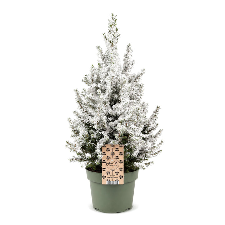 Picea glauca Conica Dwarf Alberta Spruce Christmas tree in Ø19cm pot, image 2