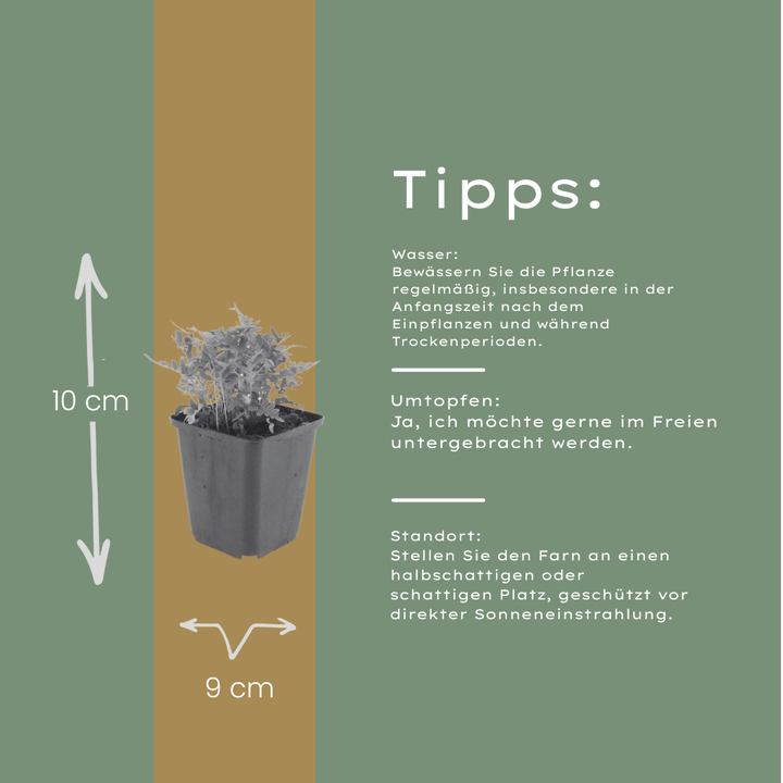48x Polypodium vulgare - ↕10-25cm - Ø9cm