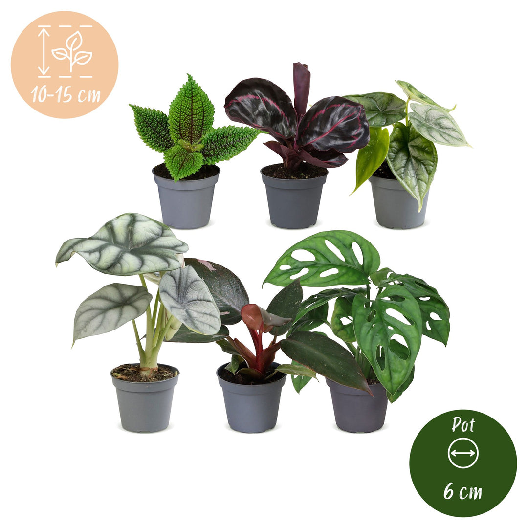 Baby Jungle Mix houseplants, pack of 6 tropical foliage plants, image 5