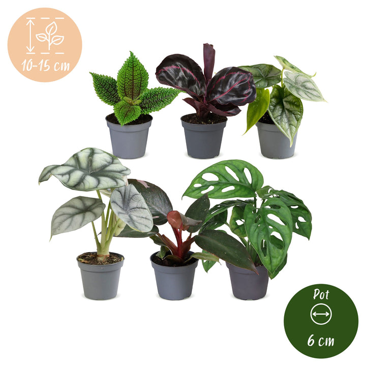 Baby Jungle Mix houseplants, pack of 6 tropical foliage plants, image 5