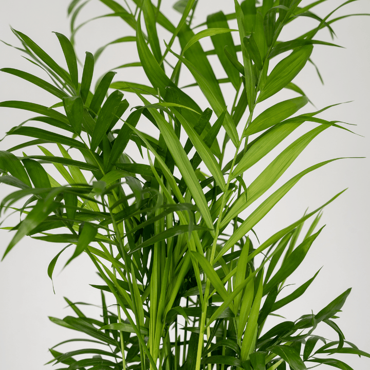 Chamaedorea Elegans Mexican Dwarf Palm - Indoor Plant 40cm