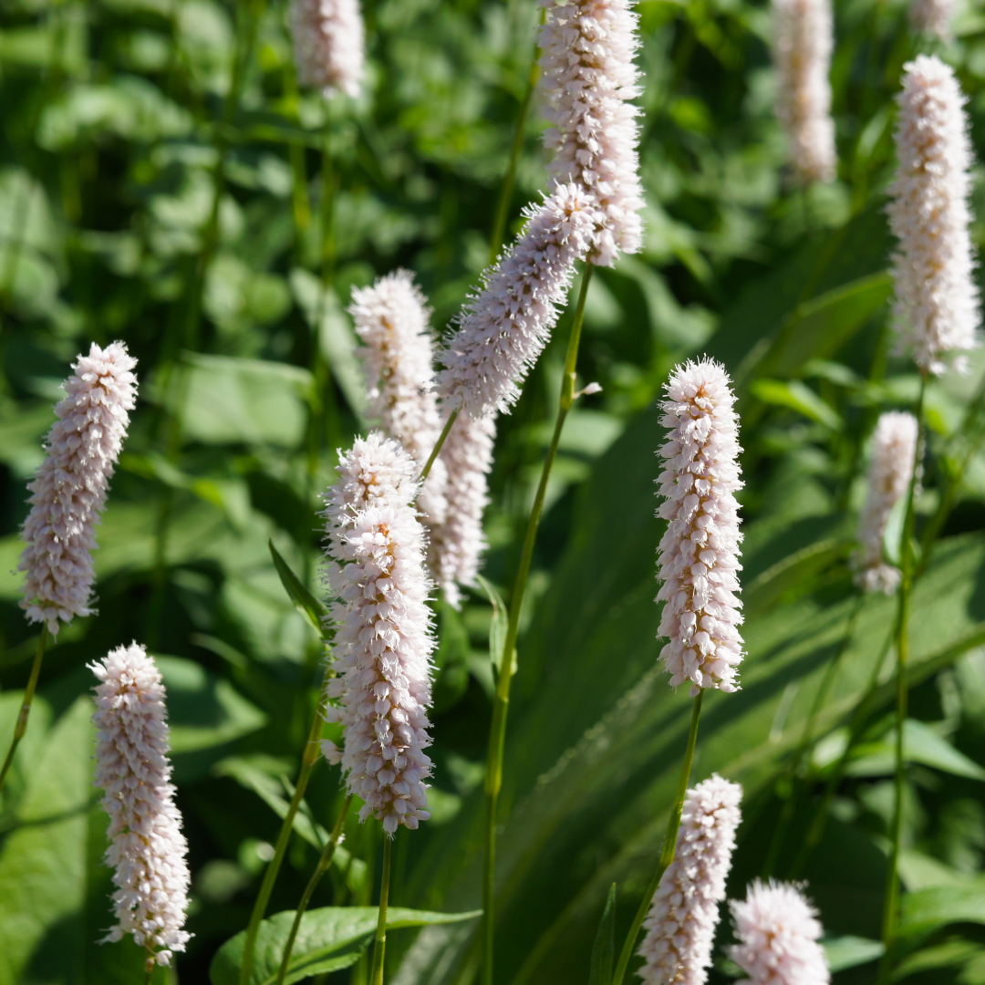 60x Persicaria bistorta 'Superba' - ↕10-25cm - Ø9cm