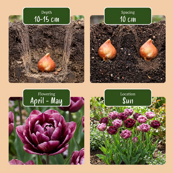 96x Tulipa Sweet Desire mix - Tulipe Sweet Desire mix - Divers - Floraison printanière - Calibre 11/12
