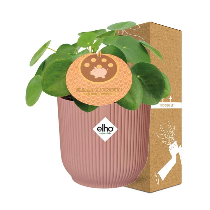 Chinese Money Plant (Pilea peperomioides) in a pink ELHO Vibes pot, view 4