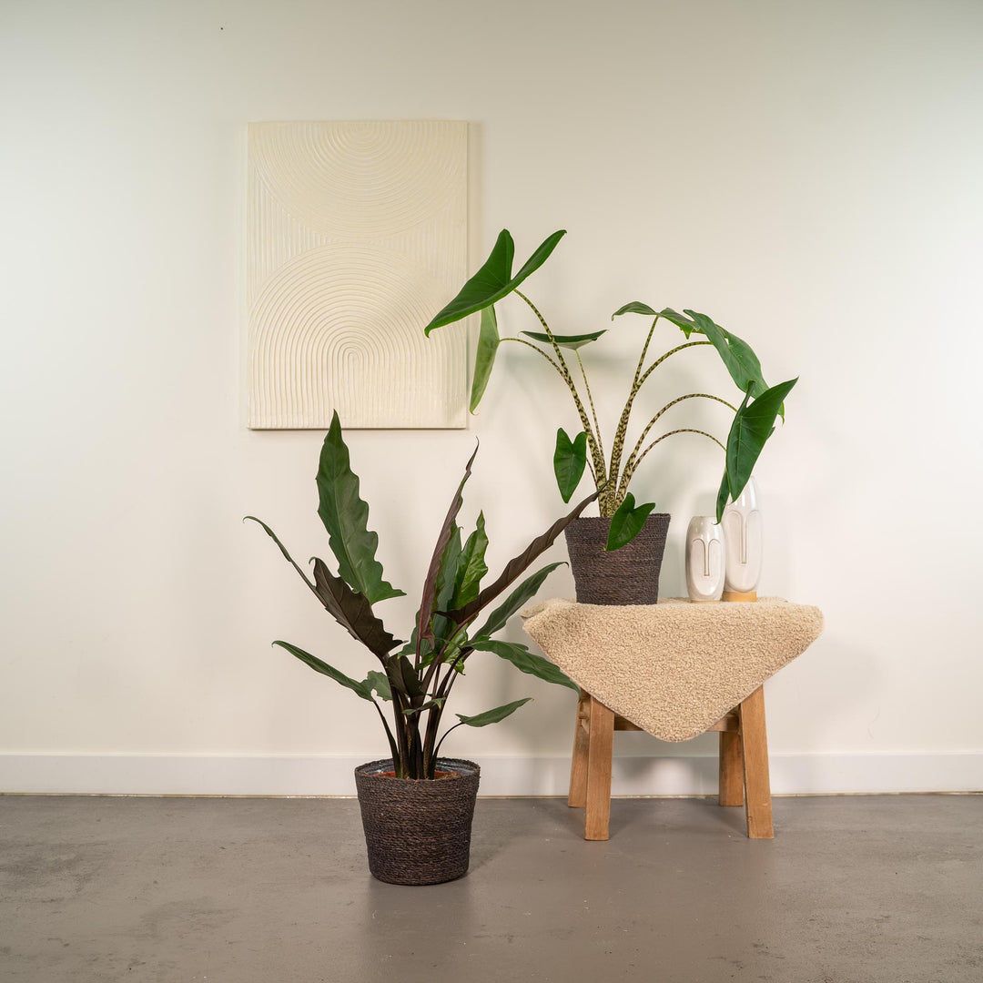Alocasia Zebrina Plant - Zebra Striped Stems - 75cm Indoor Plant
