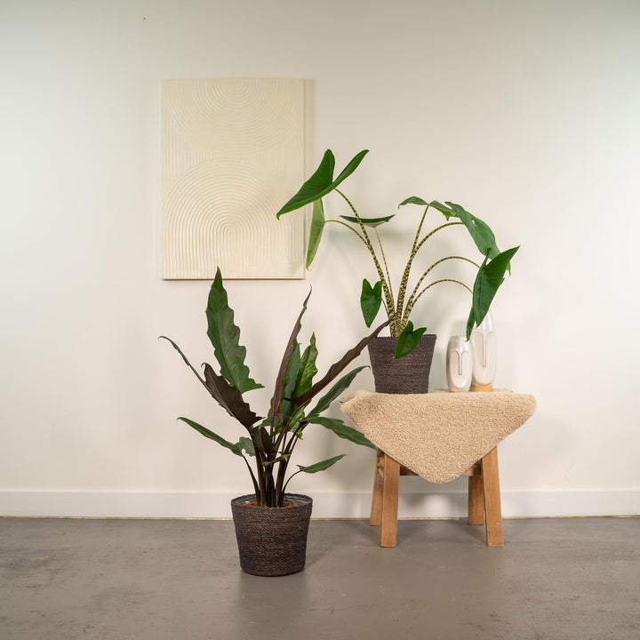 Alocasia Zebrina Plant - Zebra Striped Stems - 75cm Indoor Plant