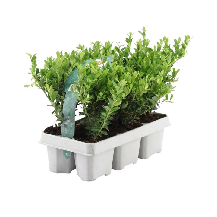 Ilex Crenata Jenny 72 Plants - Japanese Holly Hedge 7cm Pot 15cm