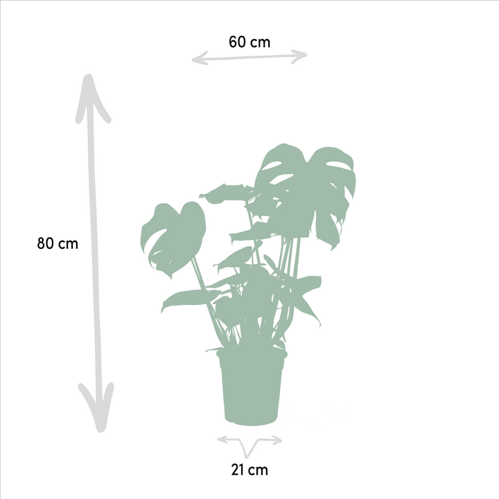 Monstera Deliciosa & Bird of Paradise Plant Bundle - Air Purifying