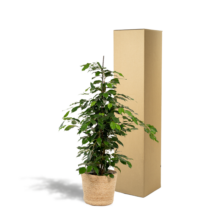 Ficus benjamina Danielle - Ø21cm - ↕95cm + Basket Selin