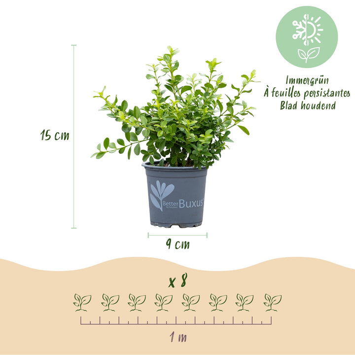 16 BetterBuxus Babylon Beauty box hedging plants in 9cm pots - view 3
